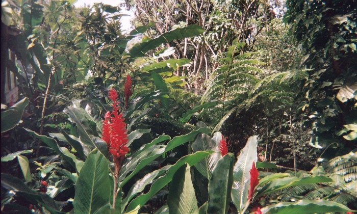 Puzzle les SAINTES - Paysages & Fleurs - Absolu Puzzle