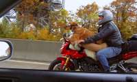 Puzzle le chien motard