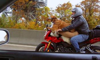 Puzzle 14537 - le chien motard