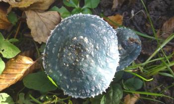 Puzzle 11116 - champignons