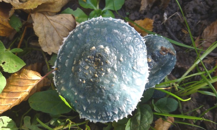 Puzzle champignons