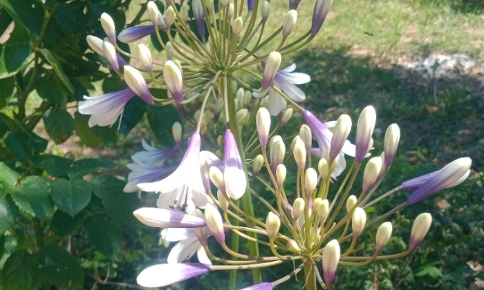 Puzzle Agapanthe