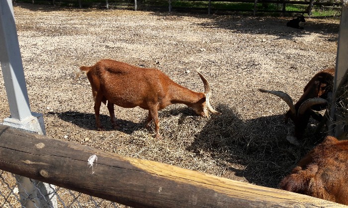 Puzzle chevre