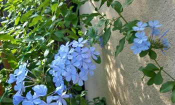 Puzzle 12947 - Le plumbago