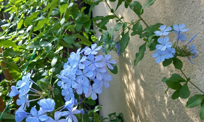 Puzzle Le plumbago