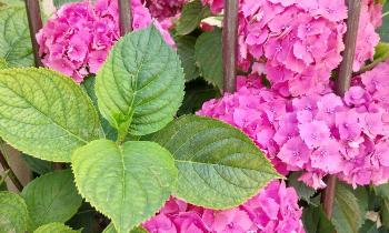 Puzzle 10544 - Hortensias roses