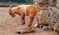 Puzzle allez plus vite