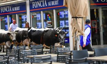 Puzzle 12358 - les vaches sont de sortie