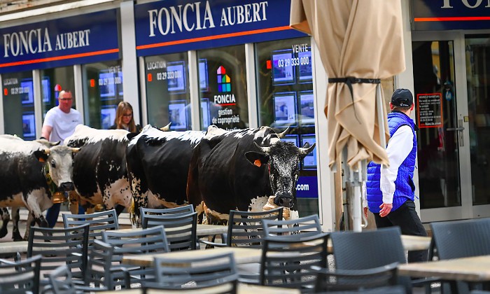 Puzzle les vaches sont de sortie