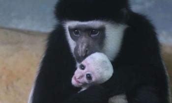 12489 | Colobe quéréza - Originaire de plusieurs régions de l’Afrique, du Cameroun à l’Éthiopie, ce primate de la famille des cercopithécidés est connu pour son remarquable pelage. D’un mélange de noir et de blanc, il a une apparence imposante, presque élégante. Le colobe guéréza est aussi connu pour son système digestif complexe, son estomac étant divisé en différentes chambres, comme les ruminants.