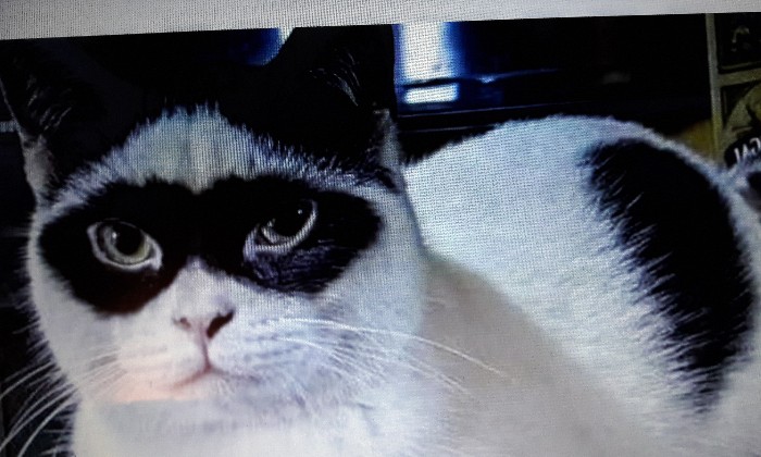 Puzzle zorro