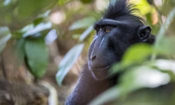 Puzzle 12351 - Macaque noir à crête