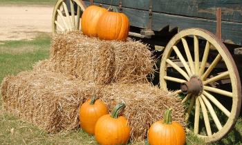 Puzzle 10720 - Citrouilles paille et charriot