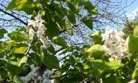 Puzzle catalpa en fleurs