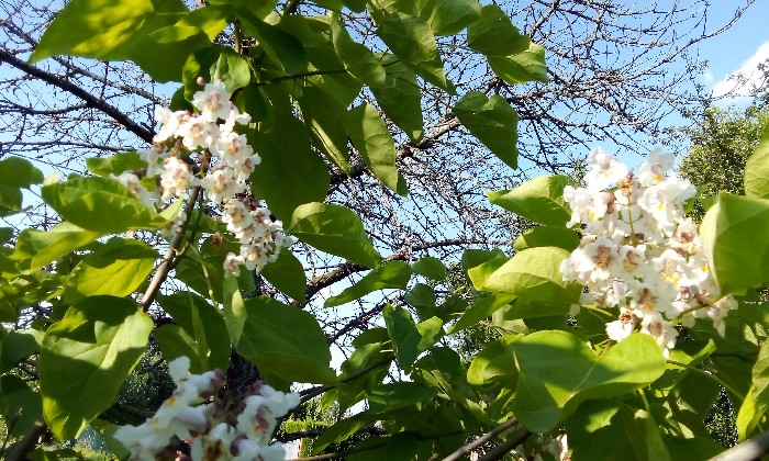 Puzzle catalpa en fleurs - Paysages & Fleurs - Absolu Puzzle