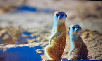 Puzzle 10840 - Suricate