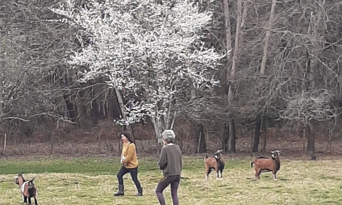 Puzzle Dans le pré