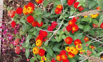 Puzzle 13752 - Lantanas