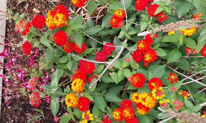 Puzzle Lantanas - Paysages & Fleurs - Absolu Puzzle