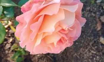 Puzzle 10752 - Belle rose du jardin