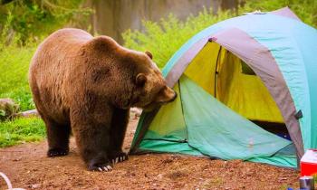 Puzzle 14899 - coucou il y a quelqu'un