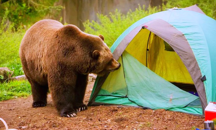 Puzzle coucou il y a quelqu'un - Animaux - Absolu Puzzle