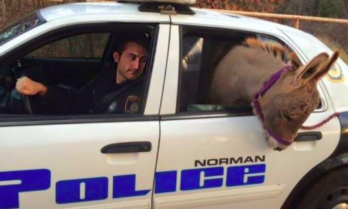 Puzzle arrestation d'un âne - Animaux - Absolu Puzzle