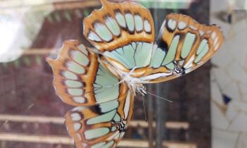Puzzle 11411 - Papillon
