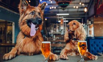 15033 | bar pour chiens - 