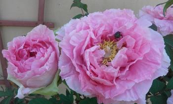 Puzzle 11512 - pivoines butinées