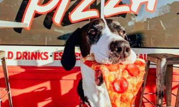 Puzzle 14323 - rapporte la pizza