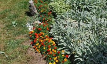 Puzzle 12124 - Bordure fleurie