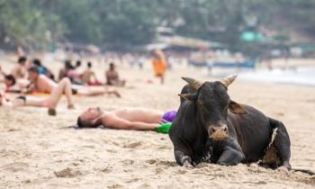 12630 | Ah les vacances - Les humains n'ont pas l'air trop inquiets... mais pour le bronzage de cette touriste inhabituelle, le plus gros est déjà fait !
