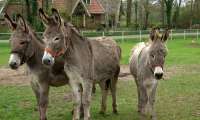 Puzzle Trois ânes