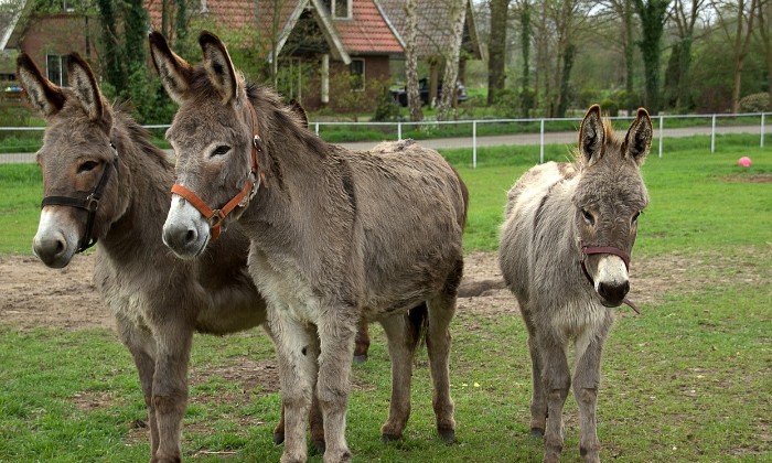 Puzzle Trois ânes