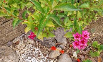 Puzzle 10986 - Weigela