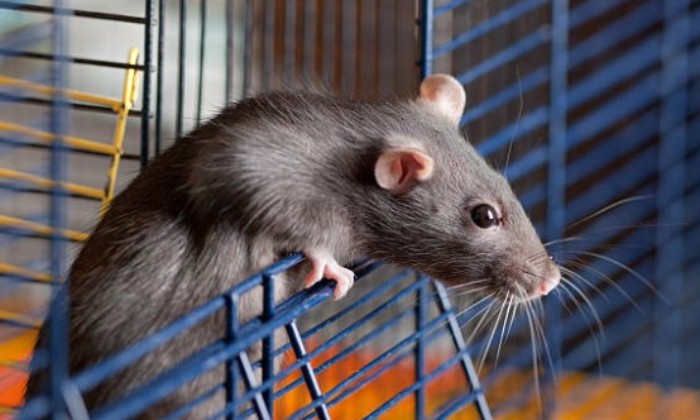 Puzzle Ratatouille s'évade