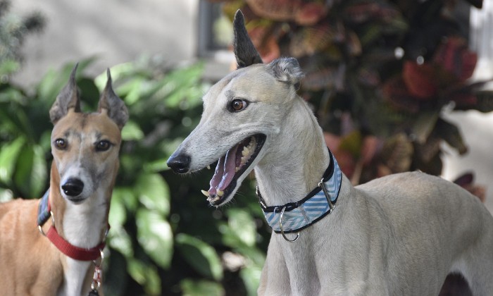 Puzzle Des lévriers - Animaux - Absolu Puzzle