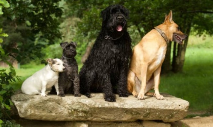 Cliquez pour agrandir la photo Puzzle Choisissez - Animaux - Absolu Puzzle