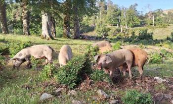 Puzzle 12932 - Cochons sauvages