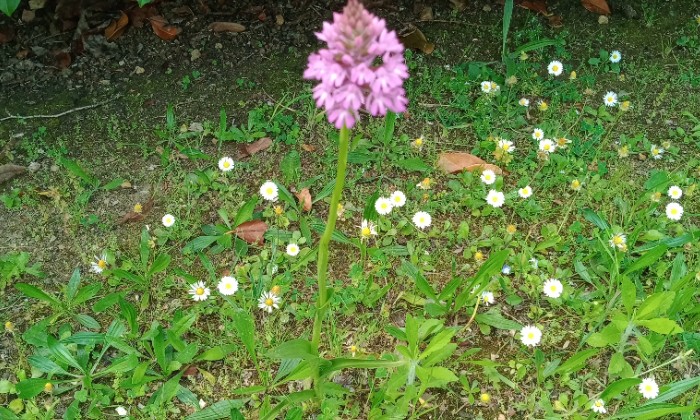 Puzzle Orchidée sauvage