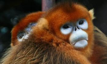 Puzzle 12367 - Singes dorés
