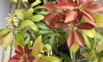 Puzzle 11673 - Belle plante