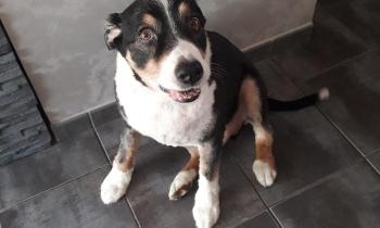 Puzzle 14083 - eclair