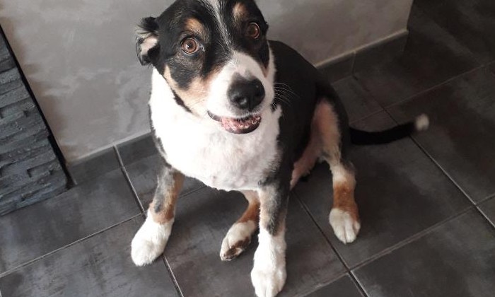 Puzzle eclair - Animaux - Absolu Puzzle