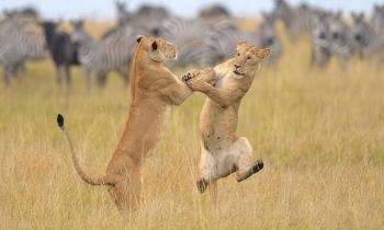 Puzzle 13180 - Lionnes et country