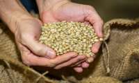 Puzzle Café en grain arabica