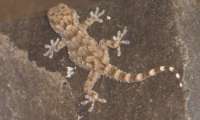 Puzzle geko