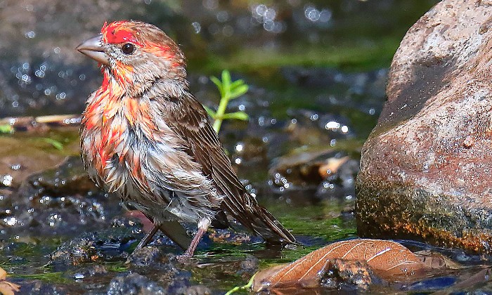 Puzzle il a pris son bain