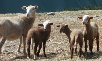 13574 | Moutons curieux - 